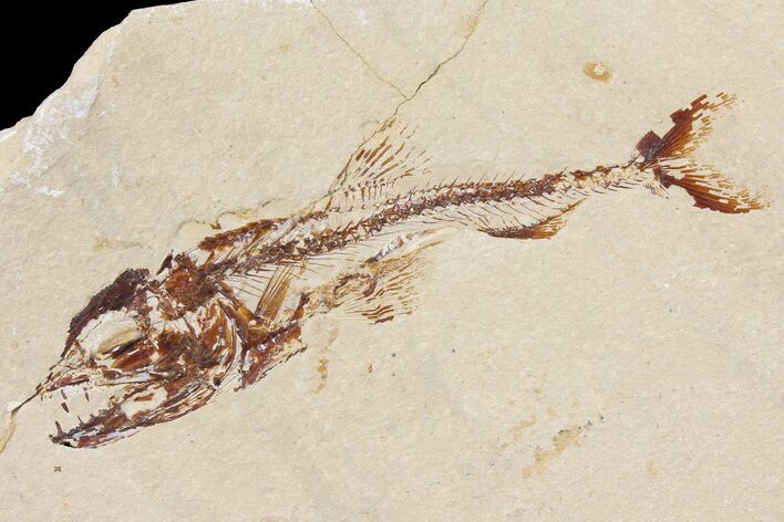 Cretaceous Predatory Fish (Eurypholis) - Hakel, Lebanon #163101